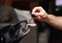 The Use Of CBD Oil For Animals