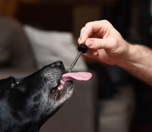 The Use Of CBD Oil For Animals