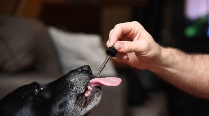 The Use Of CBD Oil For Animals