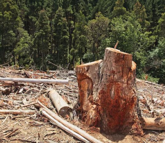 3 Reasons to Remove a Dead Tree Stump Tree Stump