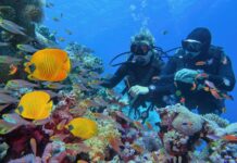 Why Scuba Diving in Kauai Is a Must-Do for Ocean Adventurers Ocean Adventurers