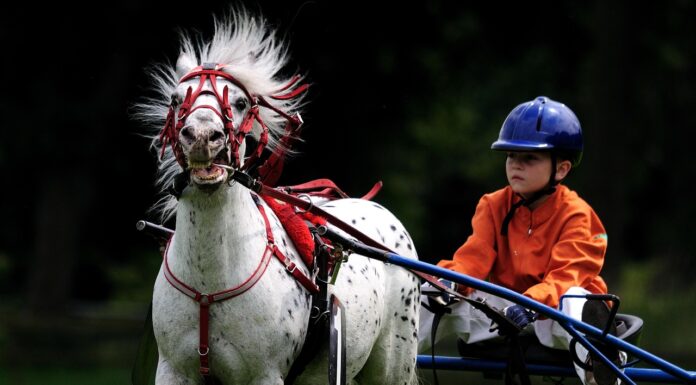 The Digital Future of Horse Racing Betting at UK Racecourses Horse Racing