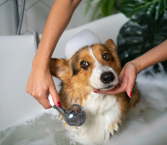 Dog Grooming 101: Keeping Your Pet Clean, Comfortable, and Healthy Dog Grooming