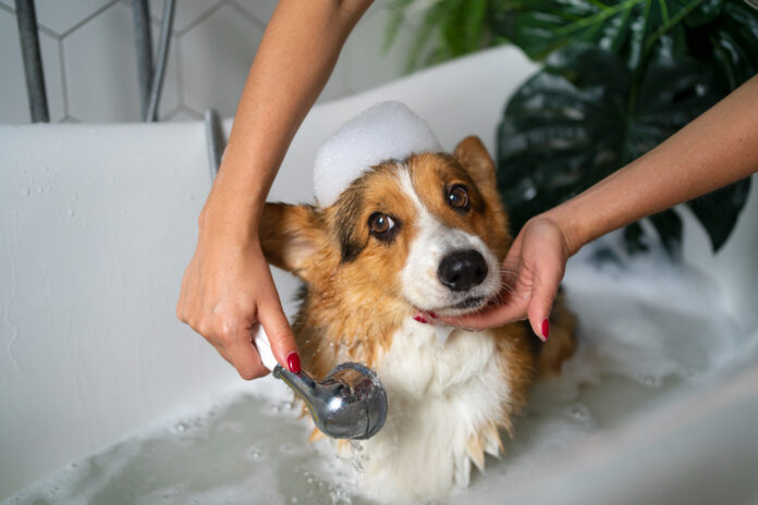 Dog Grooming