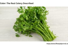 Pravi Celer: The Real Celery Described with Uses and Advantages Pravi Celer