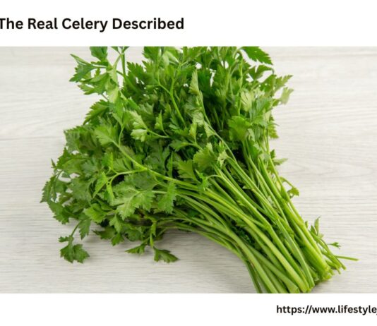 Pravi Celer: The Real Celery Described with Uses and Advantages Pravi Celer