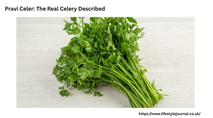Pravi Celer: The Real Celery Described with Uses and Advantages Pravi Celer