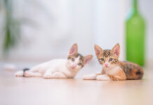 What Is the Difference Between CAT A and CAT B Fit Outs CAT A and CAT B Fit Outs