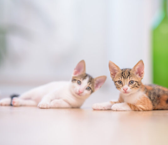 What Is the Difference Between CAT A and CAT B Fit Outs CAT A and CAT B Fit Outs