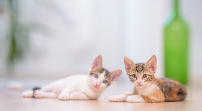 What Is the Difference Between CAT A and CAT B Fit Outs CAT A and CAT B Fit Outs