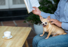 Give Your Dog the Ultimate Rest With These Essential Tips Dog