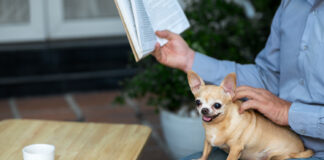 Give Your Dog the Ultimate Rest With These Essential Tips Dog