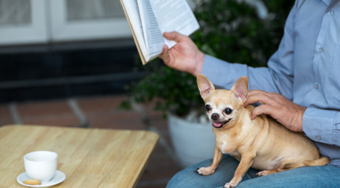 Give Your Dog the Ultimate Rest With These Essential Tips Dog