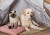 Creating a Pet-Friendly Home Without Compromising In Style Pet-Friendly