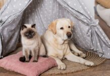 Creating a Pet-Friendly Home Without Compromising In Style Pet-Friendly