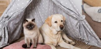 Creating a Pet-Friendly Home Without Compromising In Style Pet-Friendly