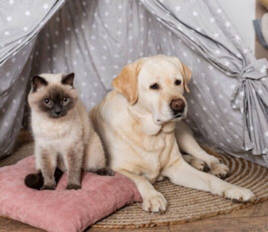 Creating a Pet-Friendly Home Without Compromising In Style Pet-Friendly