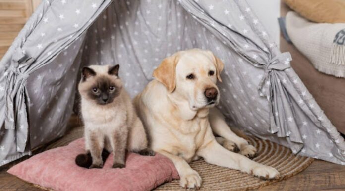 Creating a Pet-Friendly Home Without Compromising In Style Pet-Friendly