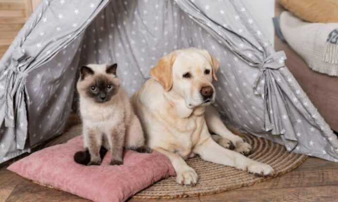 Creating a Pet-Friendly Home Pet-Friendly