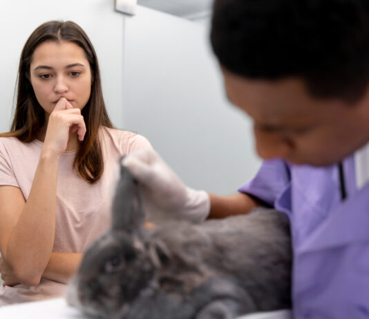 When Cat Vomiting Goes From Normal to a Warning Sign Vomiting