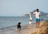 Summer Dog Bans on UK Beaches: What You Need to Know Summer Dog Bans on UK