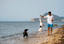 Summer Dog Bans on UK Beaches: What You Need to Know Summer Dog Bans on UK