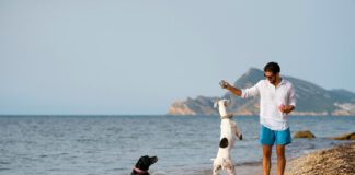 Summer Dog Bans on UK Beaches: What You Need to Know Summer Dog Bans on UK
