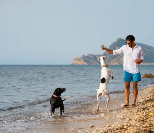 Summer Dog Bans on UK Beaches: What You Need to Know Summer Dog Bans on UK