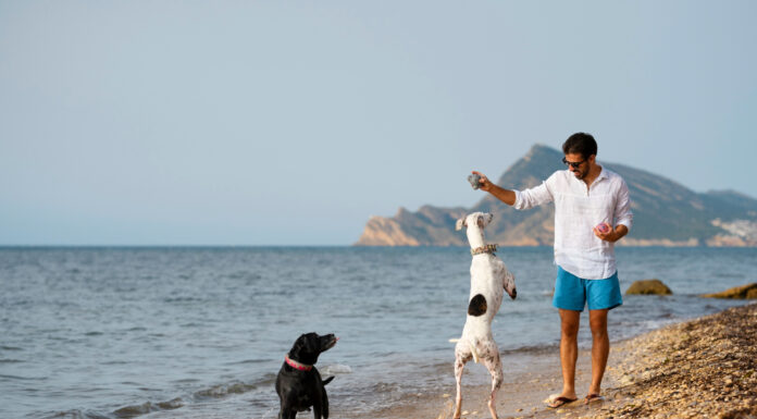 Summer Dog Bans on UK Beaches: What You Need to Know Summer Dog Bans on UK