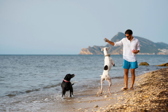 Summer Dog Bans on UK Beaches What You Need to Know Summer Dog Bans on UK