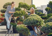 The Ultimate Guide to Safe and Effective Large Tree Management on Residential Properties Tree Management
