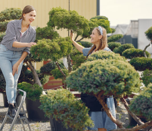 The Ultimate Guide to Safe and Effective Large Tree Management on Residential Properties Tree Management