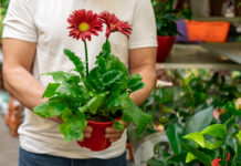 Why Autoflowers Aren’t Always Easier: The Case for Sticking with Photoperiod Cultivation Photoperiod