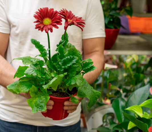 Why Autoflowers Aren’t Always Easier: The Case for Sticking with Photoperiod Cultivation Photoperiod
