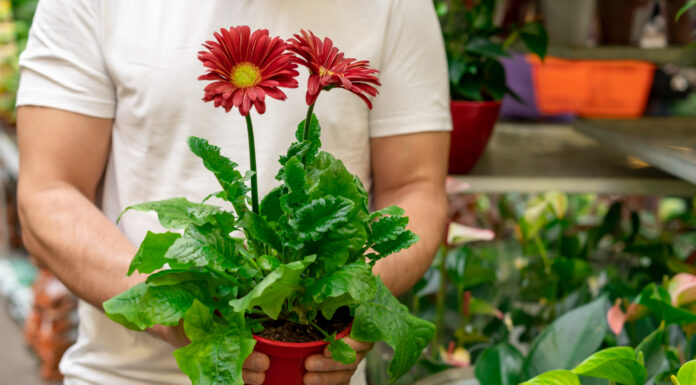 Why Autoflowers Aren’t Always Easier: The Case for Sticking with Photoperiod Cultivation Photoperiod