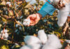 What Distinguishes Pima Cotton From Egyptian Cotton? Egyptian Cotton
