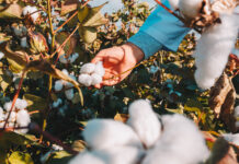 What Distinguishes Pima Cotton From Egyptian Cotton? Egyptian Cotton