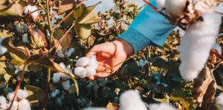 What Distinguishes Pima Cotton From Egyptian Cotton? Egyptian Cotton