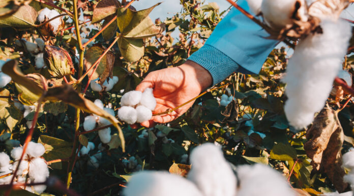 What Distinguishes Pima Cotton From Egyptian Cotton? Egyptian Cotton