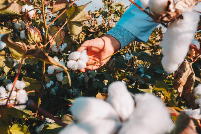 What Distinguishes Pima Cotton From Egyptian Cotton Egyptian Cotton