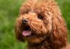 The Complete Guide to the Cockapoo, This Friendly and Smart Pet Cockapoo