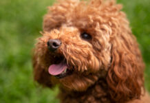 The Complete Guide to the Cockapoo, This Friendly and Smart Pet Cockapoo