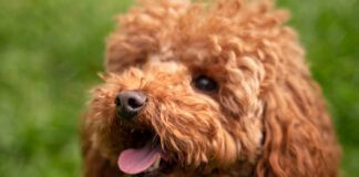 The Complete Guide to the Cockapoo, This Friendly and Smart Pet Cockapoo