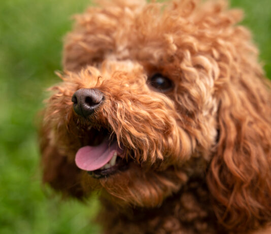 The Complete Guide to the Cockapoo, This Friendly and Smart Pet Cockapoo