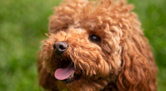 The Complete Guide to the Cockapoo, This Friendly and Smart Pet Cockapoo