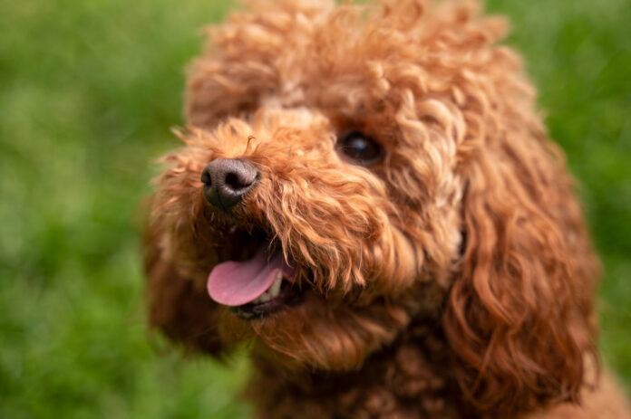 Cockapoo