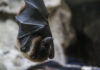 What Does a Bat Bite Look Like? Bat Bite