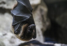 What Does a Bat Bite Look Like? Bat Bite