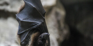 What Does a Bat Bite Look Like? Bat Bite