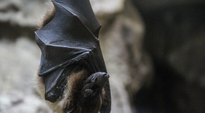 What Does a Bat Bite Look Like? Bat Bite